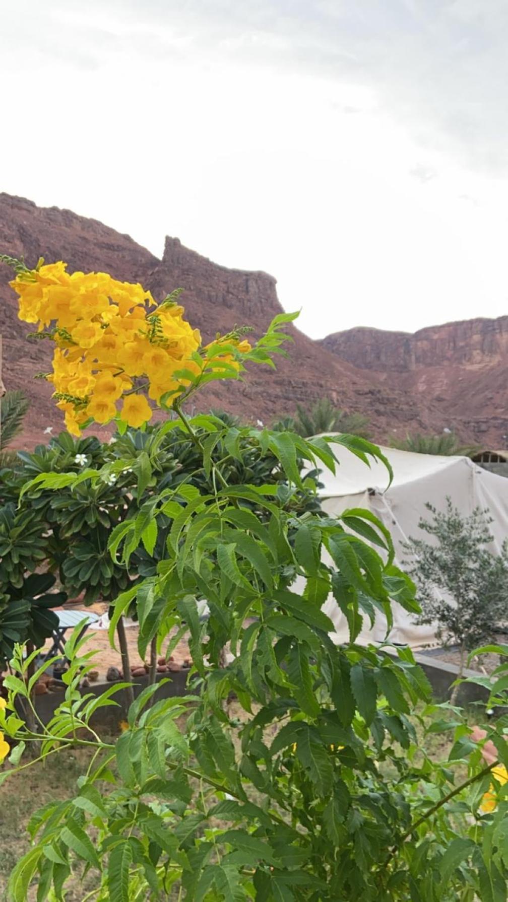 Mountain House Βίλα Al Ula Εξωτερικό φωτογραφία